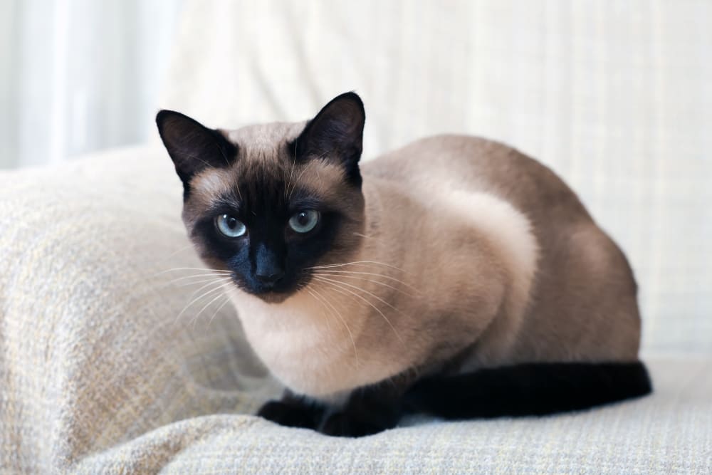 Which Cat Breeds Live The Longest?